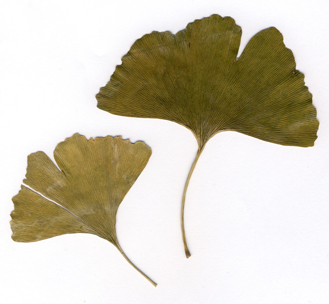 ginko leaf